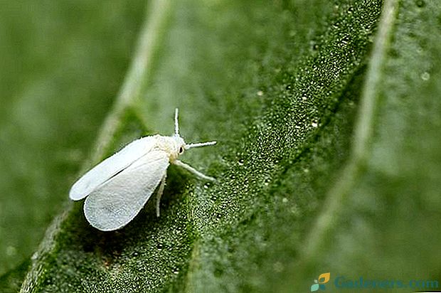 Как да се справим с бялата муха на стайни растения