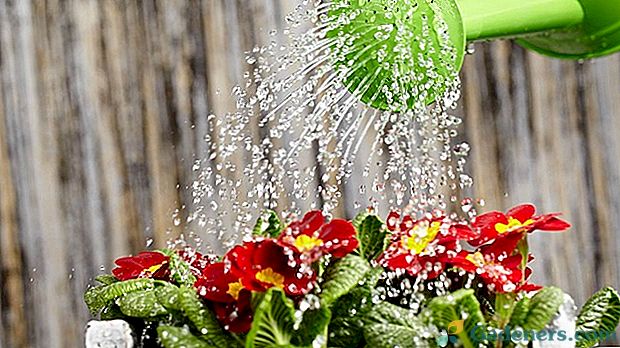 Як правильно і як часто потрібно поливати квіти