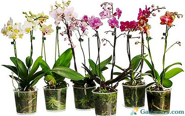 Jak transplantovat orchidej a zda to lze udělat