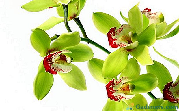 Jak pomnożyć orchidei w domu i otsadit dziecka