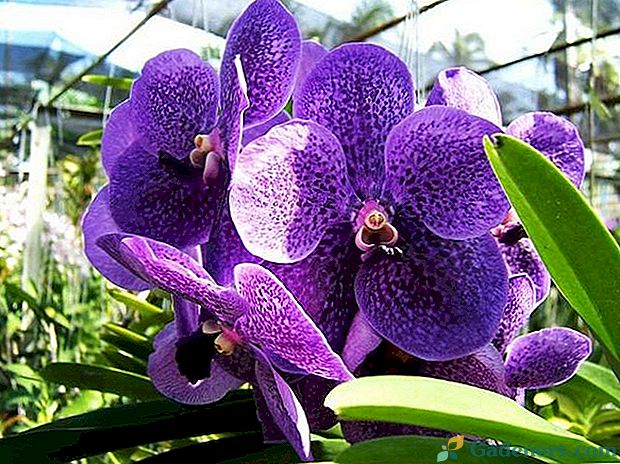 Kaip rūpintis orchidėja