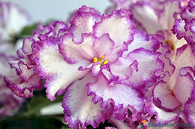 Kaip auginti violetinę Yan Menuet