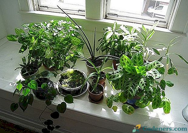 Kaip auginti kambarines geles iš sėklų namuose