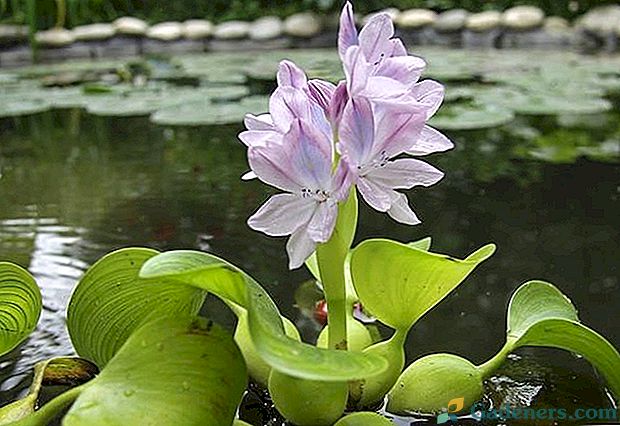 Ako zachrániť vodný hyacint eichornia v zime