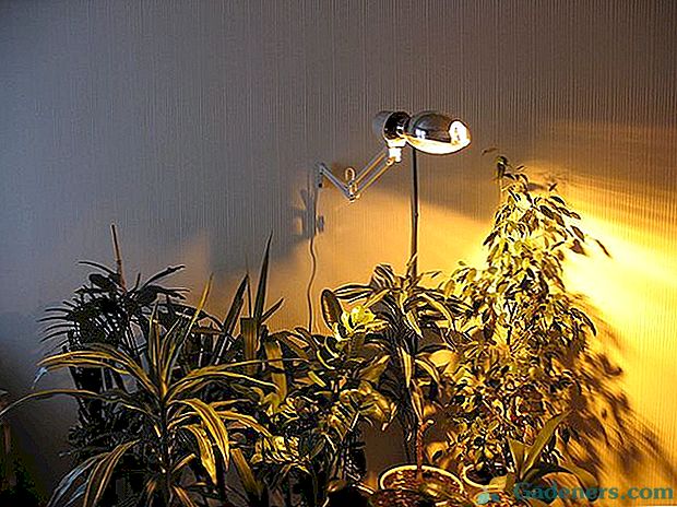 Ako si vybrať lampu pre vnútorné kvety