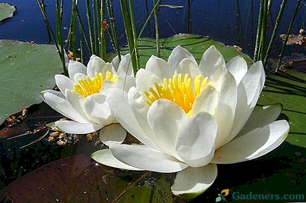 Jak rośnie i rośnie biała lilia wodna lub lilia wodna?