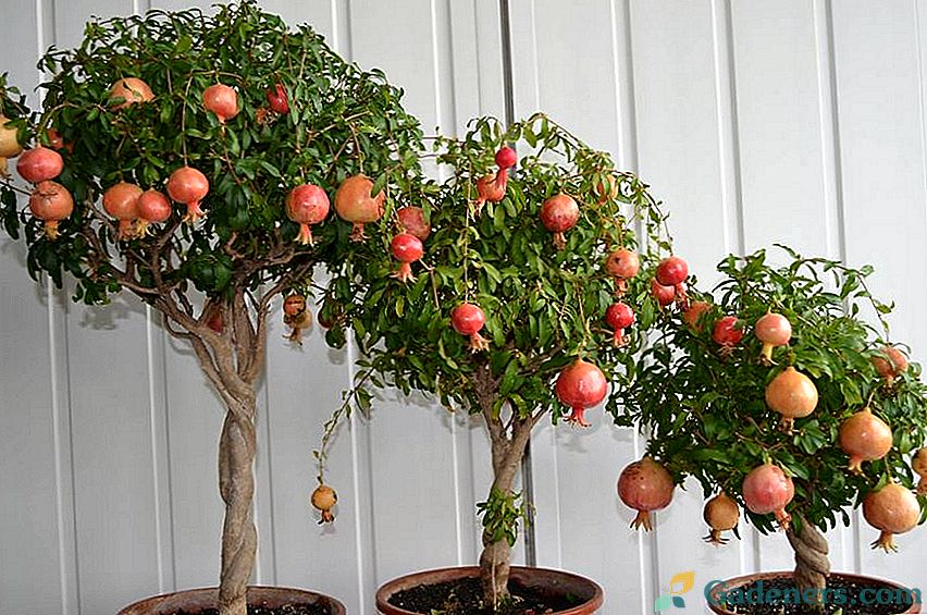 Jak pěstovat strom z granátového jablka z kamene doma