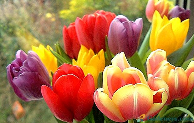 Jakiego koloru są tulipany