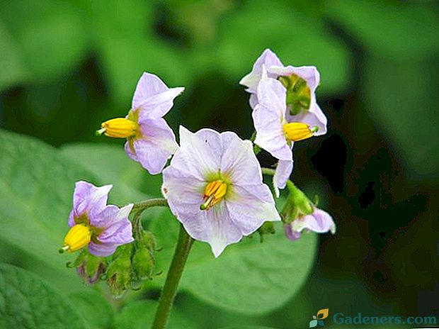Лікувальні властивості і протипоказання квіток картоплі