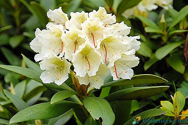 Właściwości lecznicze i przeciwwskazania kaukaskiego rododendronu