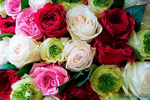 Najboljše sort vrtnic za moskovsko regijo