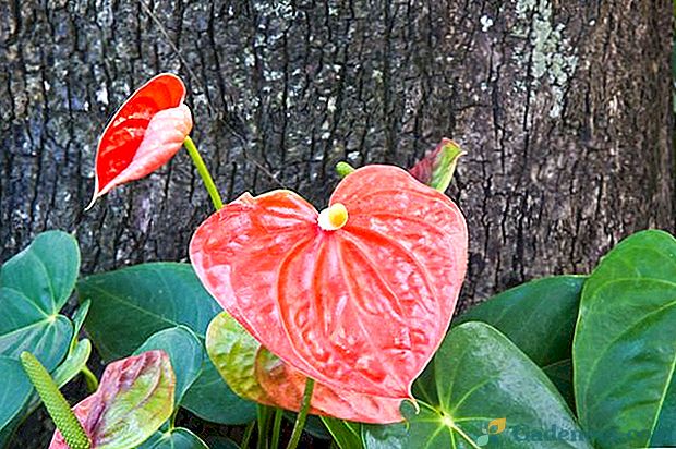 Je možné udržet červený květ anthurium doma