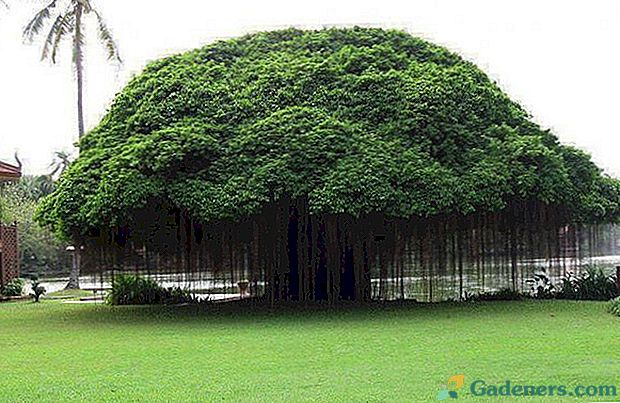 Tikroji Ficus gimtinė - kambariniai augalai