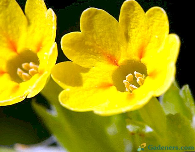 Osjetljiva proljetna cvjetnica i njegova korisna ljekovita svojstva