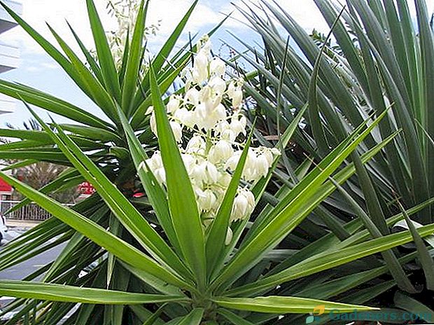 Opis cvijeta i yucca i rodno mjesto biljke