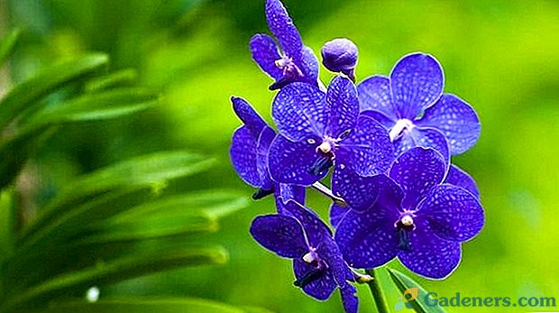 Popis kvetinovej orchidey vanda v banke