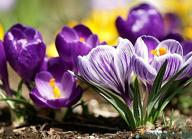 Popis a užitečné vlastnosti květu šafránového květu