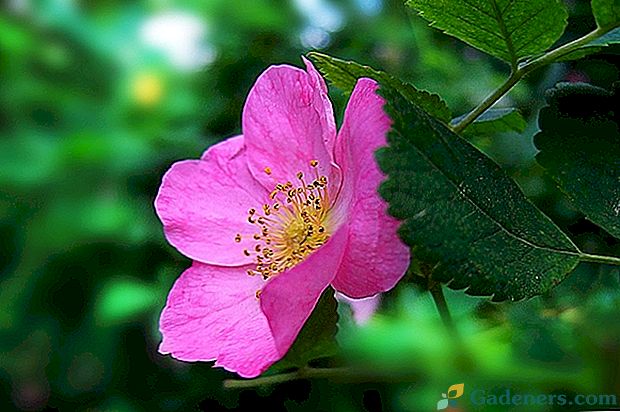 Popis a vlastnosti kvetov divokých ruží