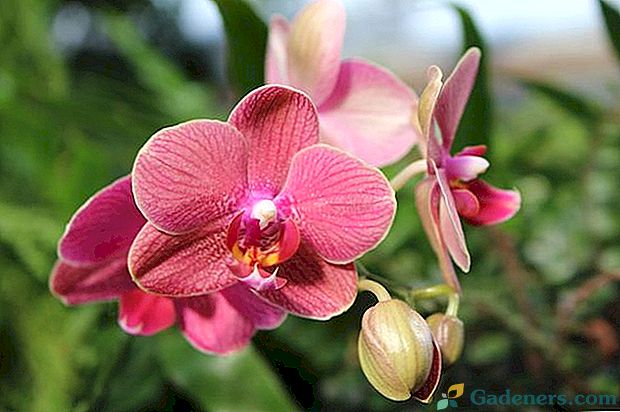 Popis orchideje a místo jejího narození