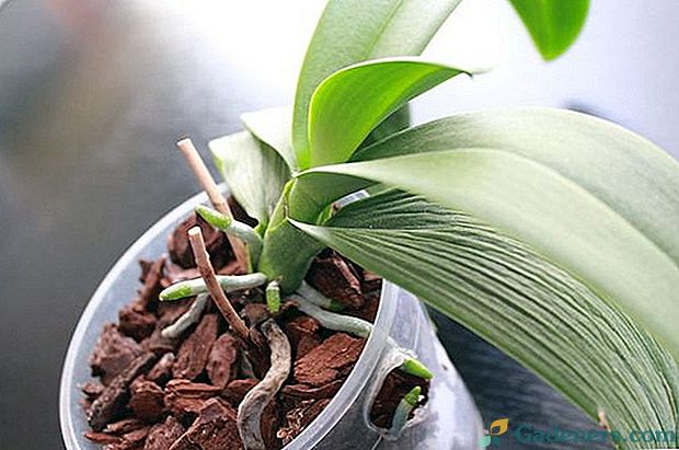 Prečo sa na listoch objavujú škvrny a biele korene orchideí?