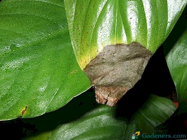 Proč jsou špičky listů suché ve vnitřních rostlinách a co dělat