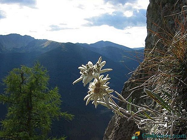 Išsamus alpininės edelveiss gėlės aprašymas