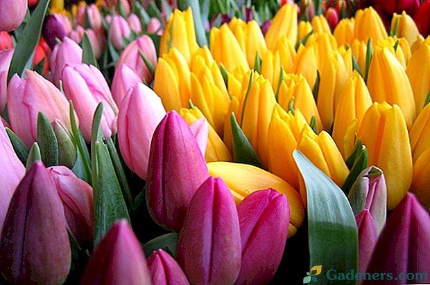 Podroben opis cvetja in sadja tulipana