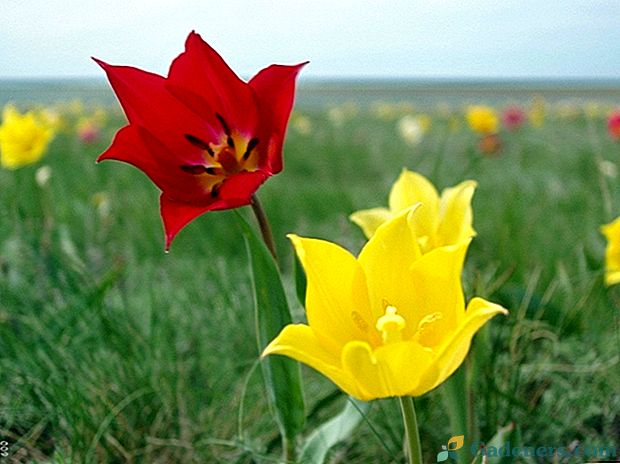 Podrobný opis divokého tulipánu Shrenka