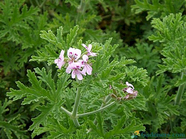 Szczegółowy opis pachnących pelargonii