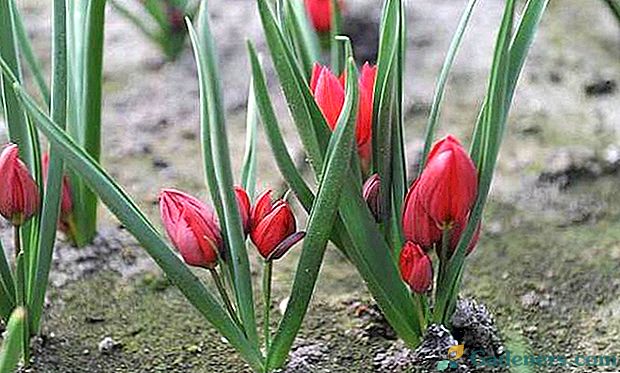 Podroben opis tulipana