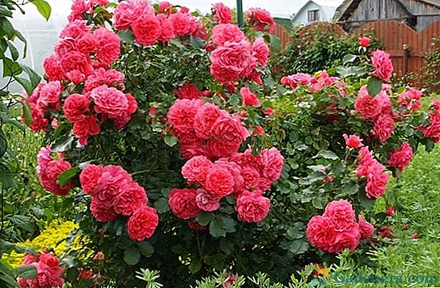 Детальний опис плетистими сорти троянд Розаріум Ютерсен