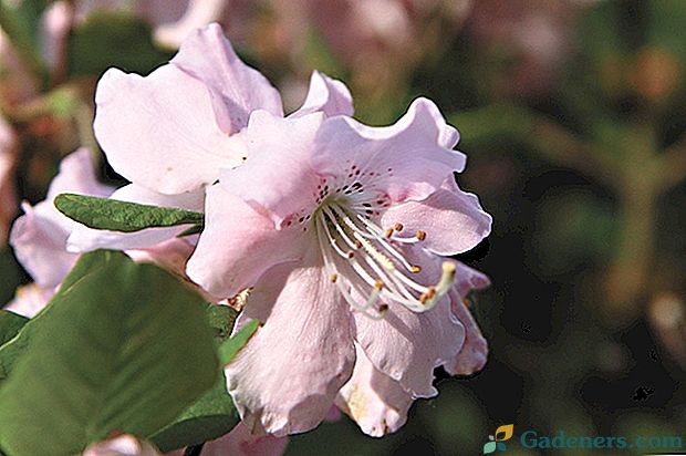 Išsamus Rhododendron Shlippenbach aprašymas