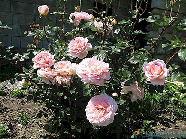 Podrobný popis rozmanitosti ruží Abraham Derby
