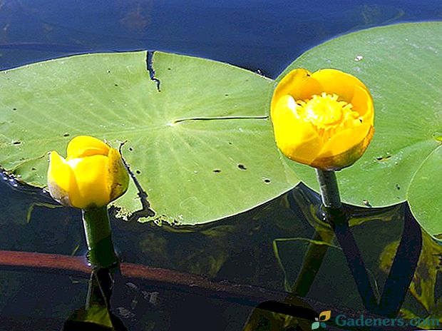 Podrobný popis žluté vodní lilie