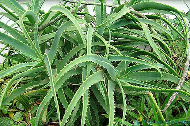Korisna i ljekovita svojstva aloe cvijeta ili agave