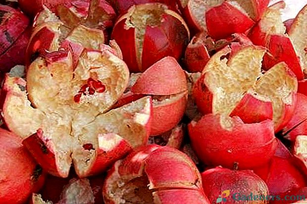 Užitočné vlastnosti a využitie kôry z granátového jablka