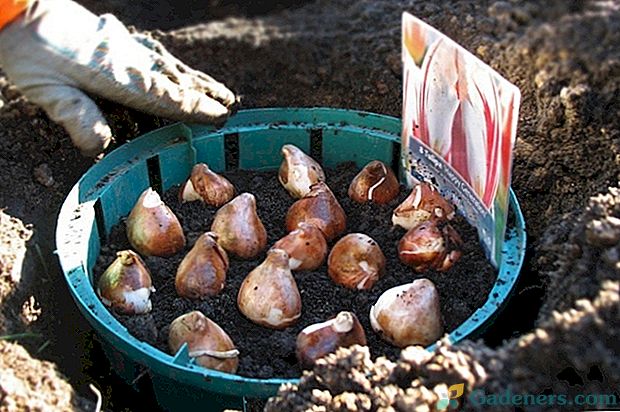 Zasaditev in skrb za tulipani na prostem jeseni