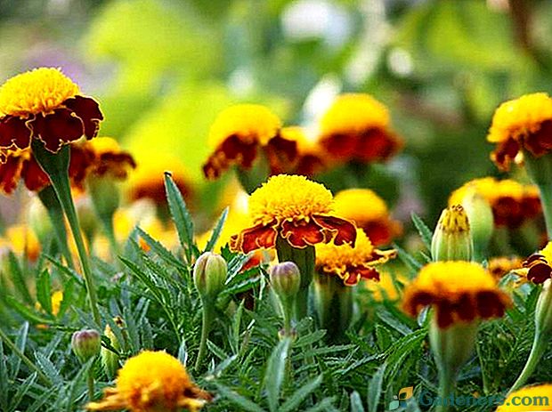 Pravilno sadnju i brigu o višegodišnjim marigoldima na otvorenom polju
