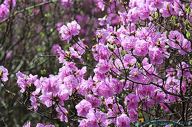 Správna výsadba a starostlivosť o Daurian rododendron (divoký rozmarín)