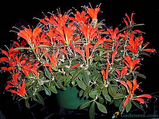 Ustrezna oskrba in razmnoževanje eschinanthusa doma