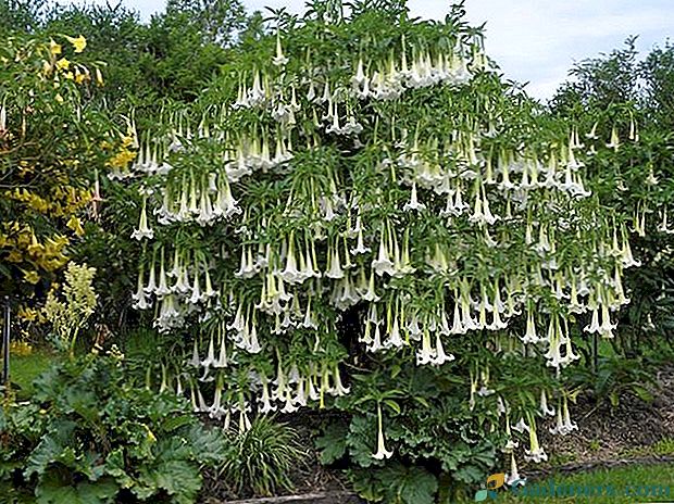 Ustrezna skrb in rastoča cvet Brugmansia