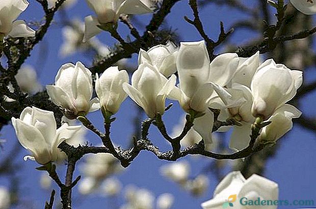 Pareiza augu un magnolijas ziedu audzēšana