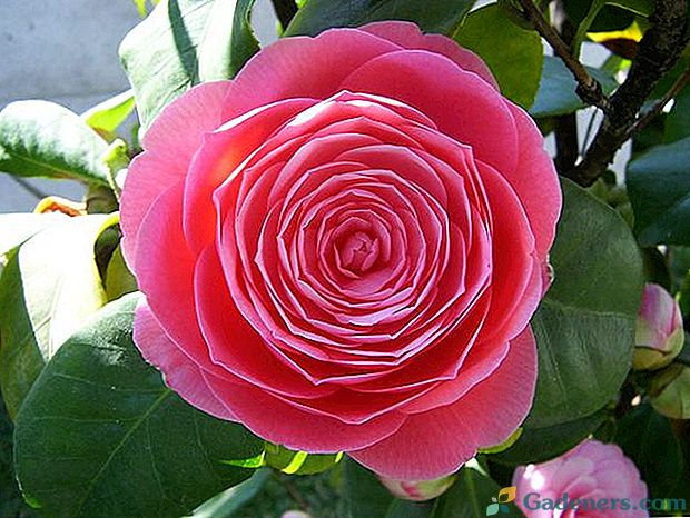 Tinkamai prižiūrėkite camellia gėlių namuose