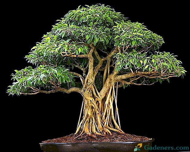 Właściwa pielęgnacja bonsai ficus w domu