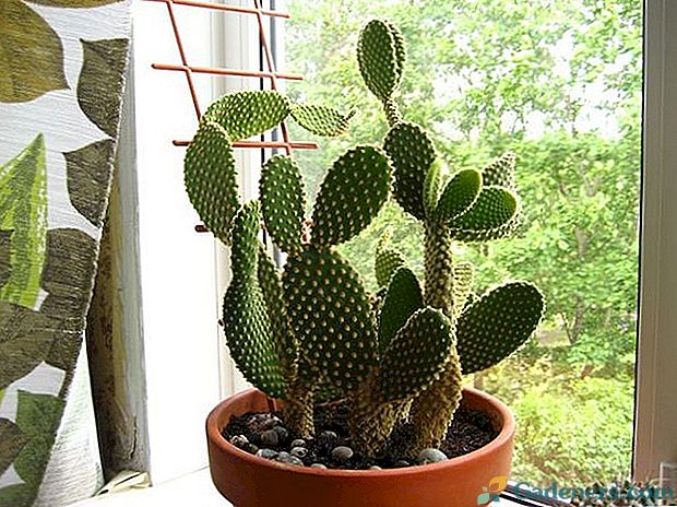 Właściwa opieka nad kaktusami w domu