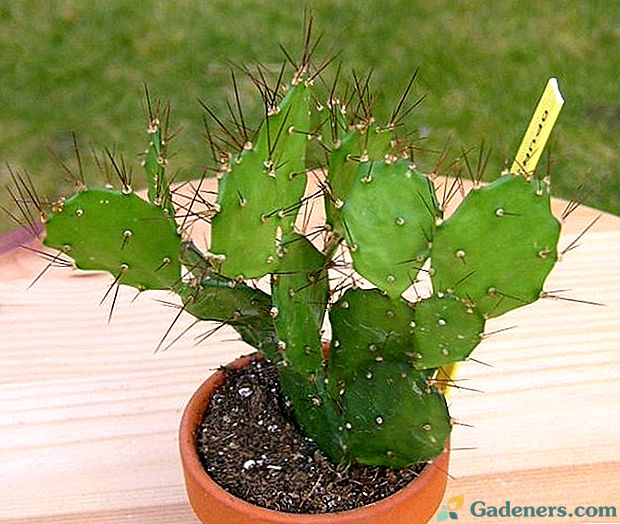 Správna starostlivosť o kaktus pichľavú hrušku doma