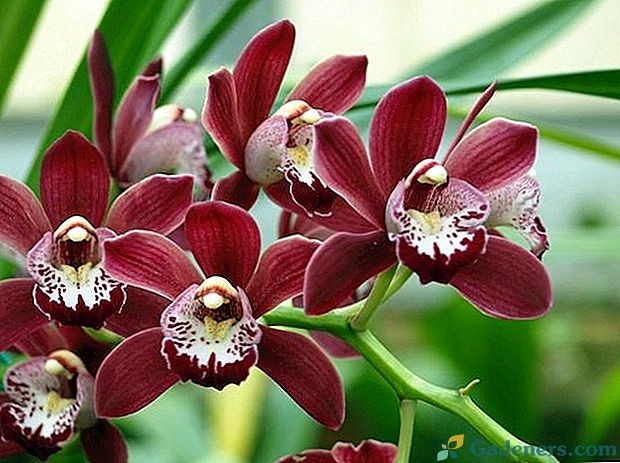 Správna starostlivosť o orchidey Cymbidium doma