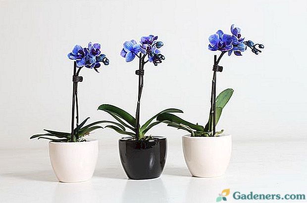 Tinkama Phalaenopsis mini orchidėjų priežiūra namuose