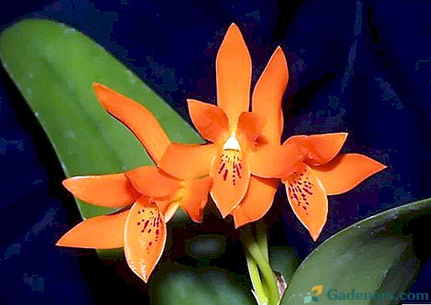 Pareiza Cattleya orhidejas aprūpe mājās