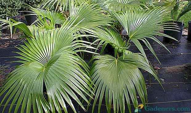 Správna starostlivosť o palmy doma